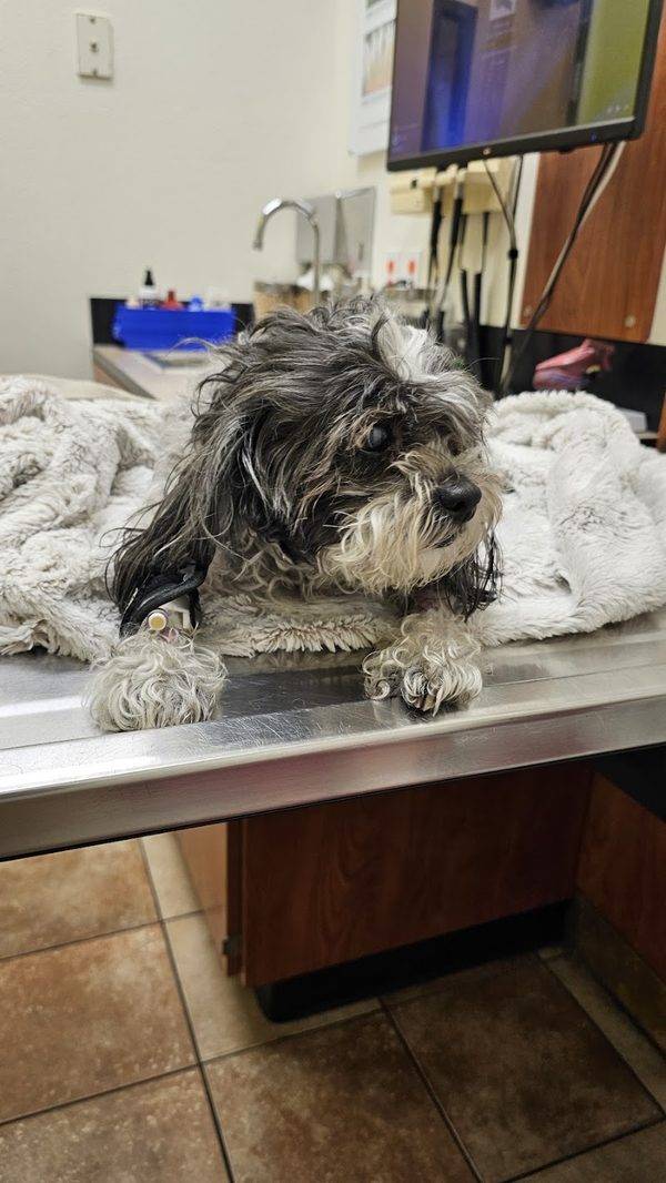 Banfield Pet Hospital