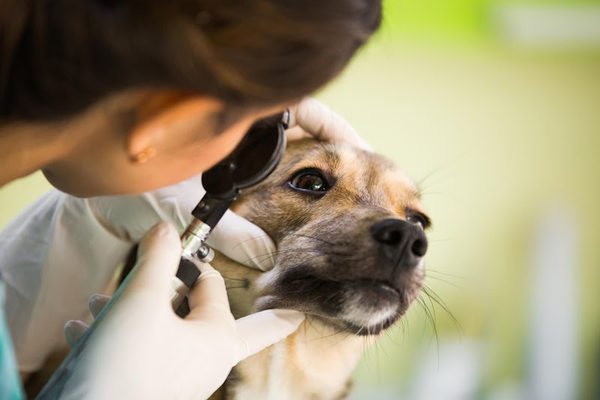 Banfield Pet Hospital